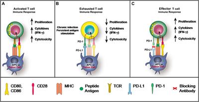 Comparisons of Underlying Mechanisms, Clinical Efficacy and Safety Between Anti-PD-1 and Anti-PD-L1 Immunotherapy: The State-of-the-Art Review and Future Perspectives